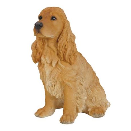 Cocker Spaniel