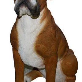 Boxer