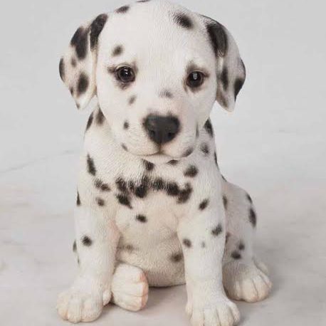 Dalmation Puppy