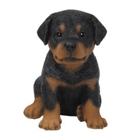 Rotweiler Puppy