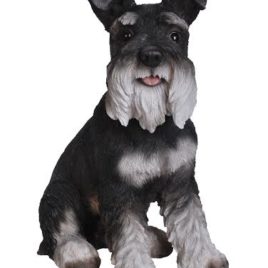 Black White Schnauzer