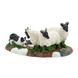 Champion Herding Dog